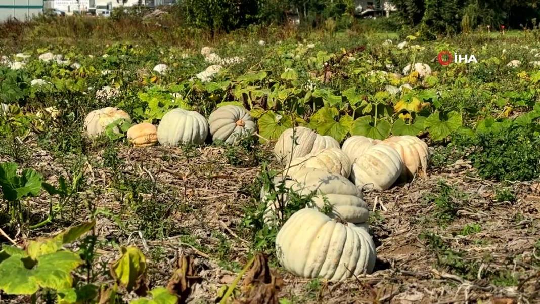 O ilimizde yetişiyor: Almanlar ve İtalyanlar kapış kapış alıyor! Çorba, lokum, marmelat, reçel yapılıyor 24